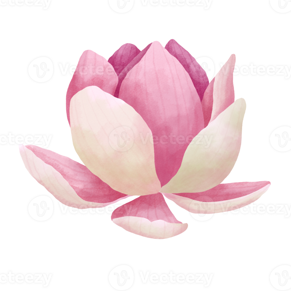 Watercolor lotus flower. png