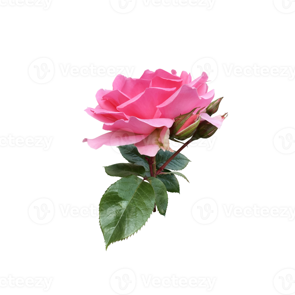 Pink isolated rose with leaves delicate flower branch, cutout object for decor, design, invitations, cards, soft focus and clipping path png