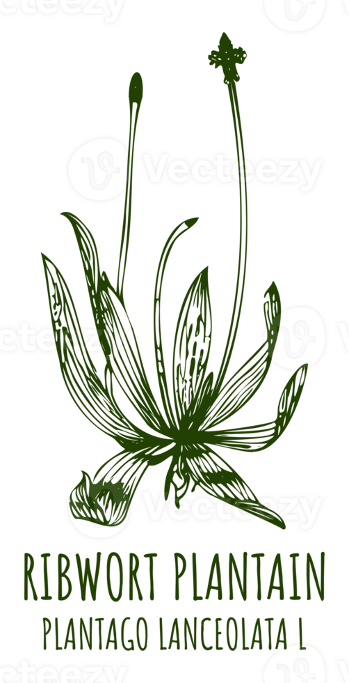 Drawings RIBWORT PLANTAIN. Hand drawn illustration. Latin name PLANTAGO LANCEOLATA L. png