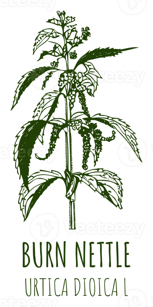 Drawings BURN NETTLE. Hand drawn illustration. Latin name URTICA DIOICA L. png