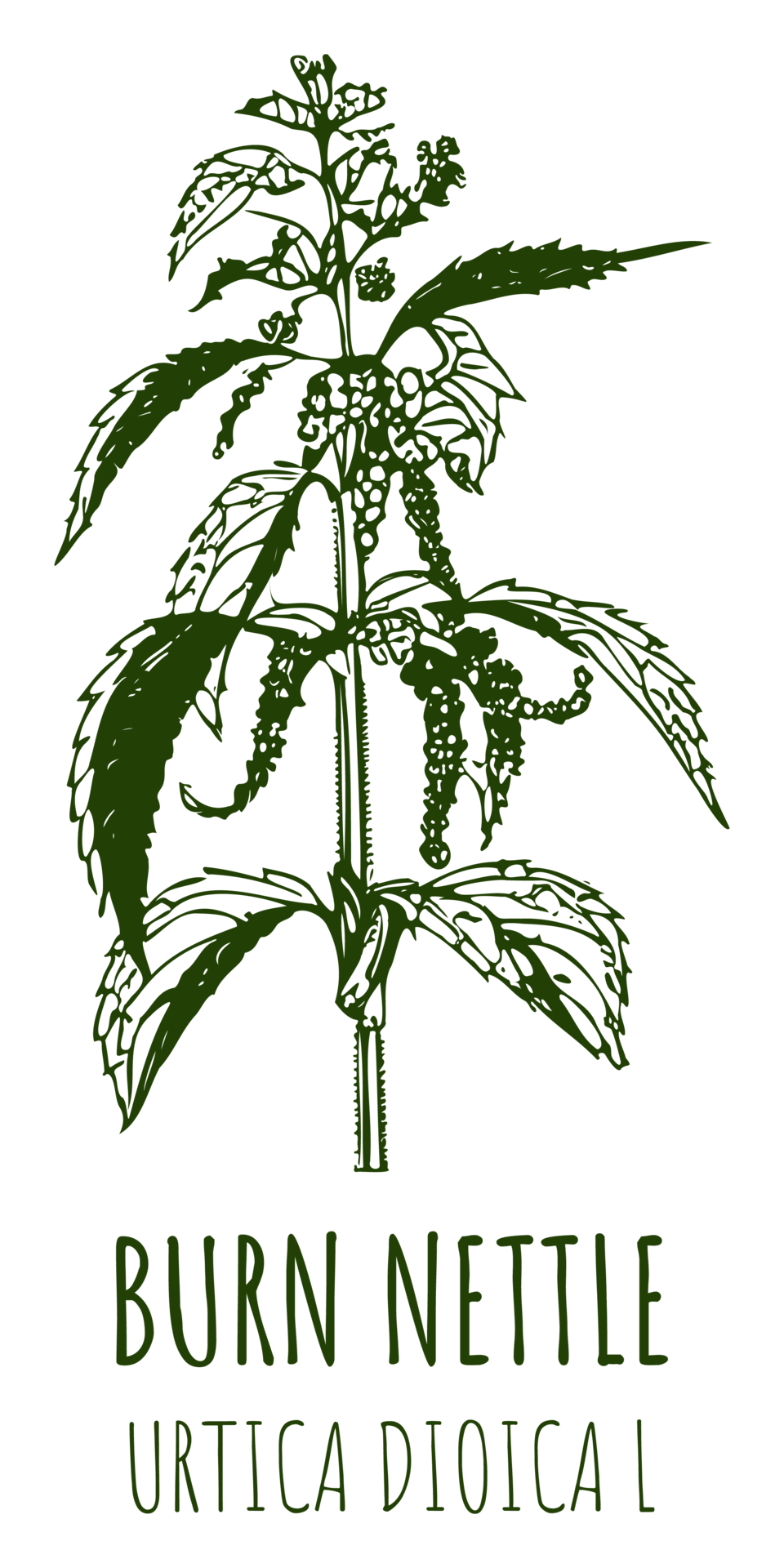 Drawings BURN NETTLE Hand Drawn Illustration Latin Name URTICA DIOICA drawings-burn-nettle-hand-drawn-illustration-latin-name-urtica-dioica