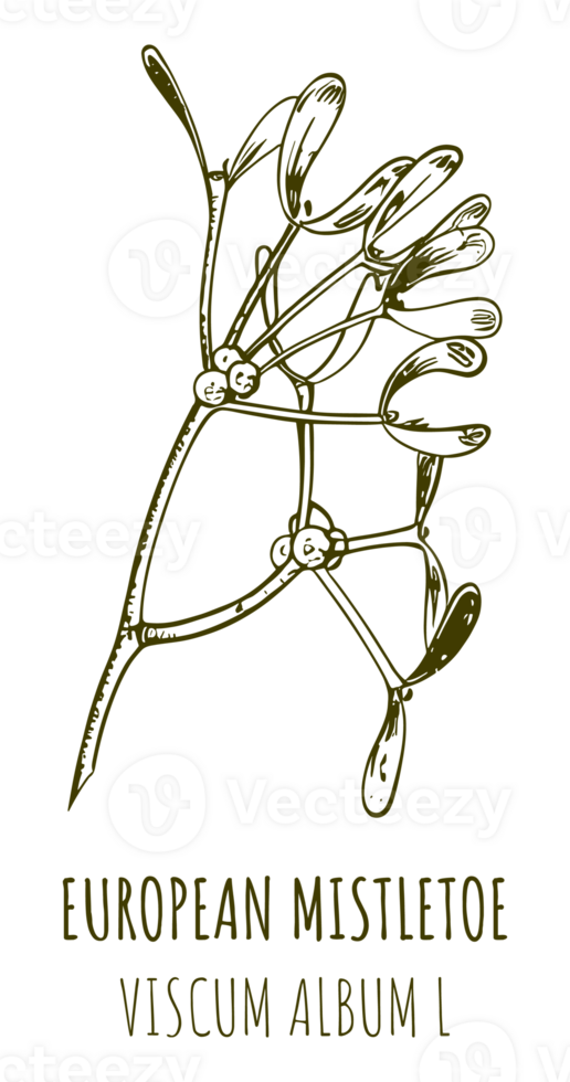 Drawings COMMON MISTLETOE. Hand drawn illustration. Latin name VISCUM ALBUM L. png