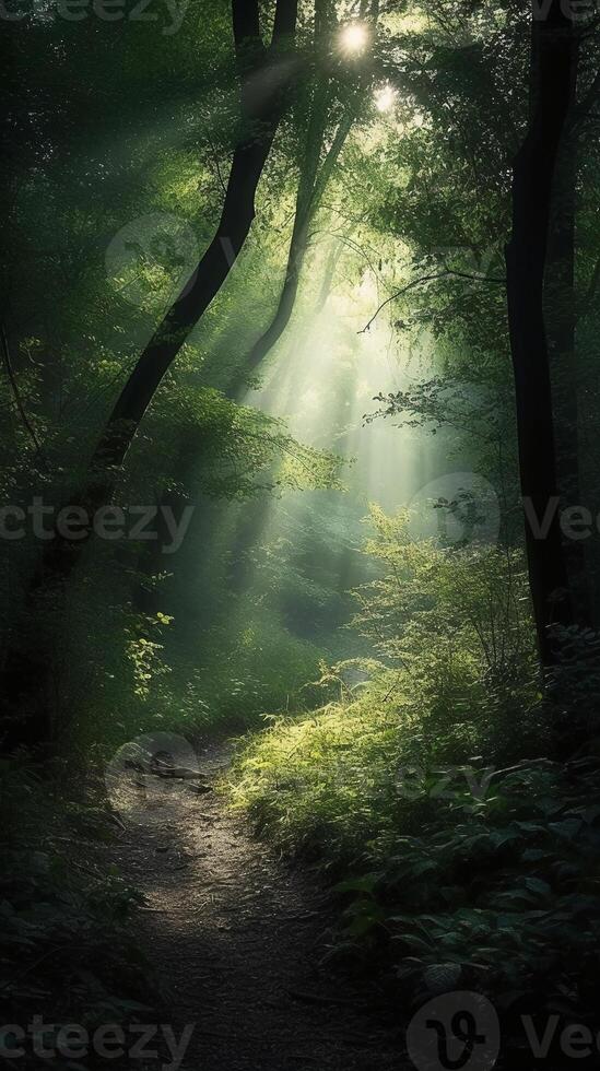 Beautiful rays of sunlight in a green forest. photo