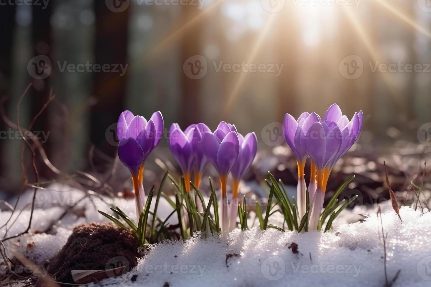 Spring landscape with first flowers purple crocuses on the snow in nature in the rays of sunlight. photo