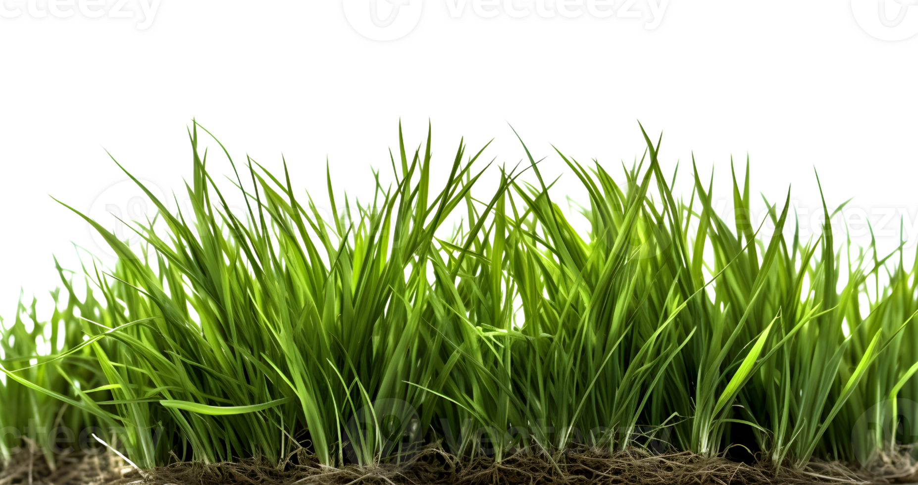 side view of green grass for template, generated png