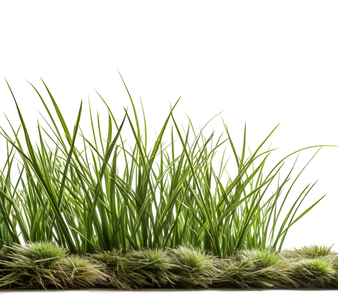 Fresh green grass side view, generated png