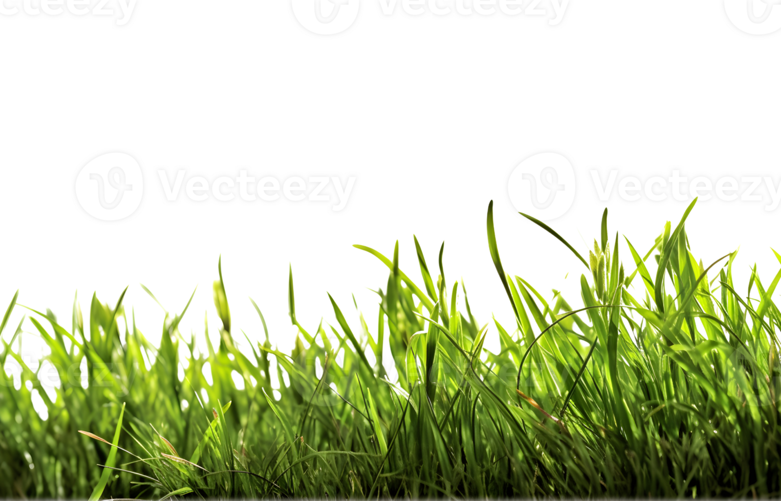 Side view grass template generated 24190121 PNG Side view grass template generated 24190121 PNG