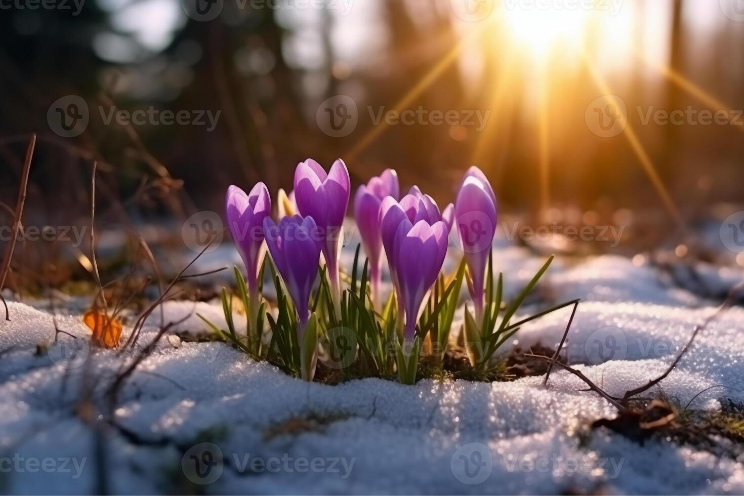 Spring landscape with first flowers purple crocuses on the snow in nature in the rays of sunlight. photo