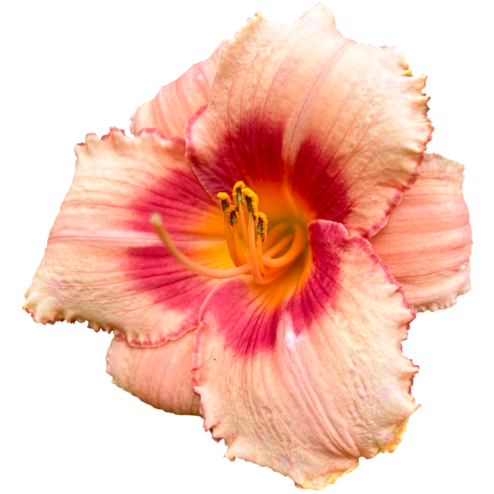 Hemerocallis Strawberry Candy png