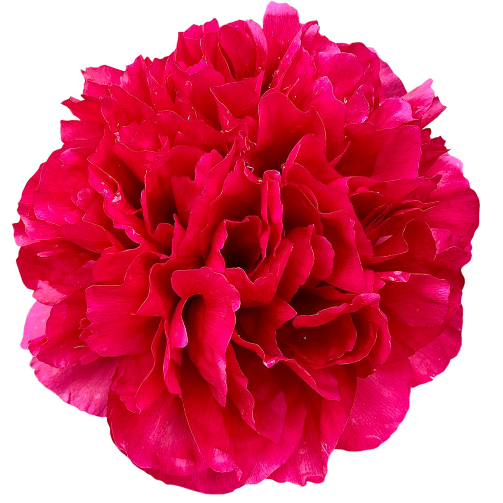Beautiful red Common peony 24190498 PNG
