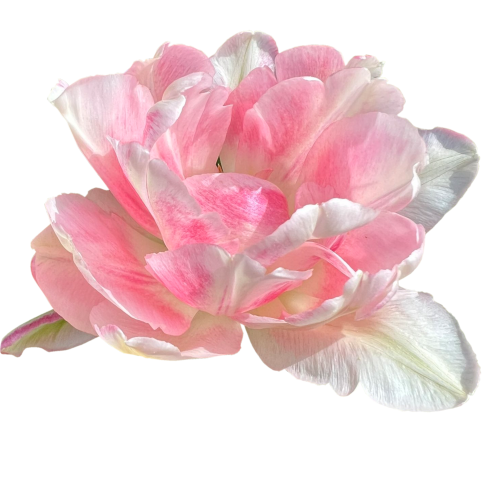 peonía floración tulipán png