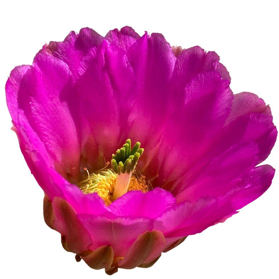 fresa erizo cactus flor png