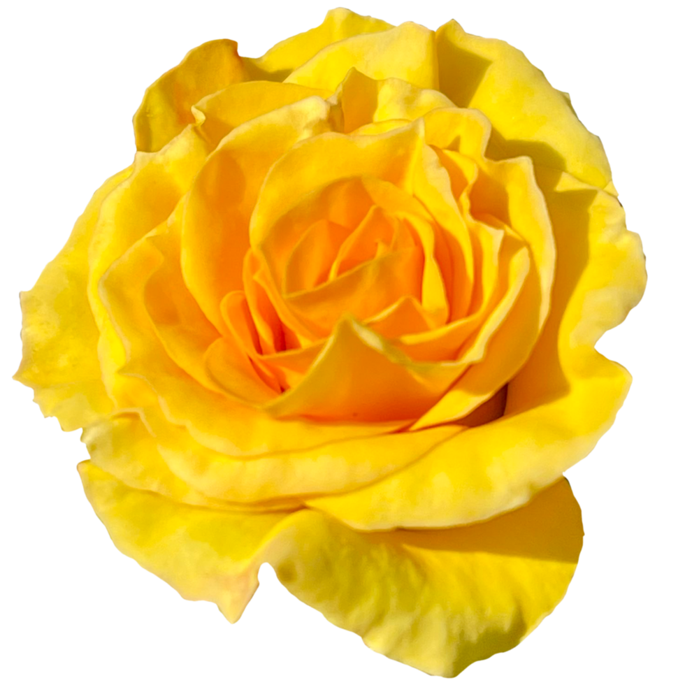 Orange Yellow Rose Flowers 24190501 PNG