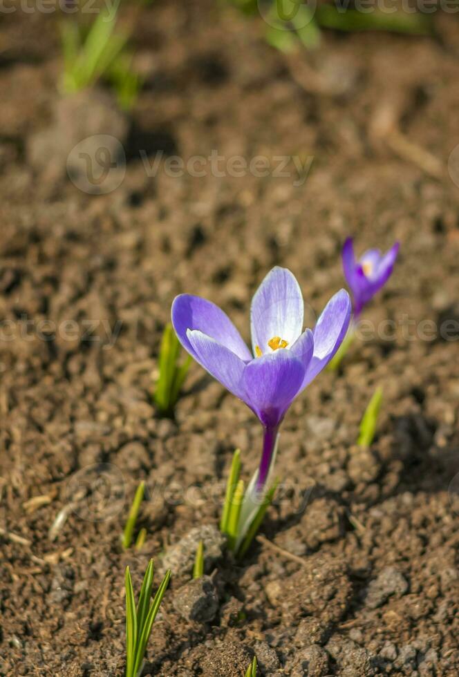 prímulas y azafrán en primavera en un claro en el bosque. primavera es renacido en el bosque. foto