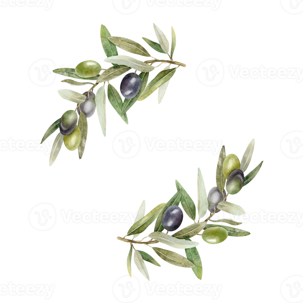 Olive branches, leaves and fruits. Round wreath of branches olive tree. Watercolor hand drawn illustration. For menu, packaging design, wedding invitation, save the date or greeting card. png