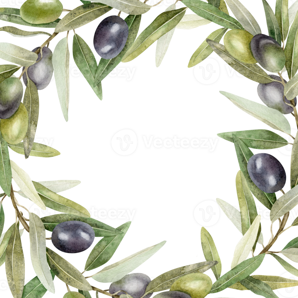 Olive branches, leaves and fruits. Round wreath of branches olive tree. Watercolor hand drawn illustration. For menu, packaging design, wedding invitation, save the date or greeting card. png