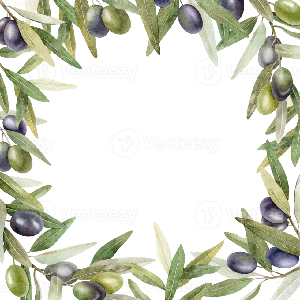 Olive branches, leaves and fruits. Wreath of branches olive tree. Watercolor hand drawn illustration. For menu, packaging design, wedding invitation, save the date or greeting card. png
