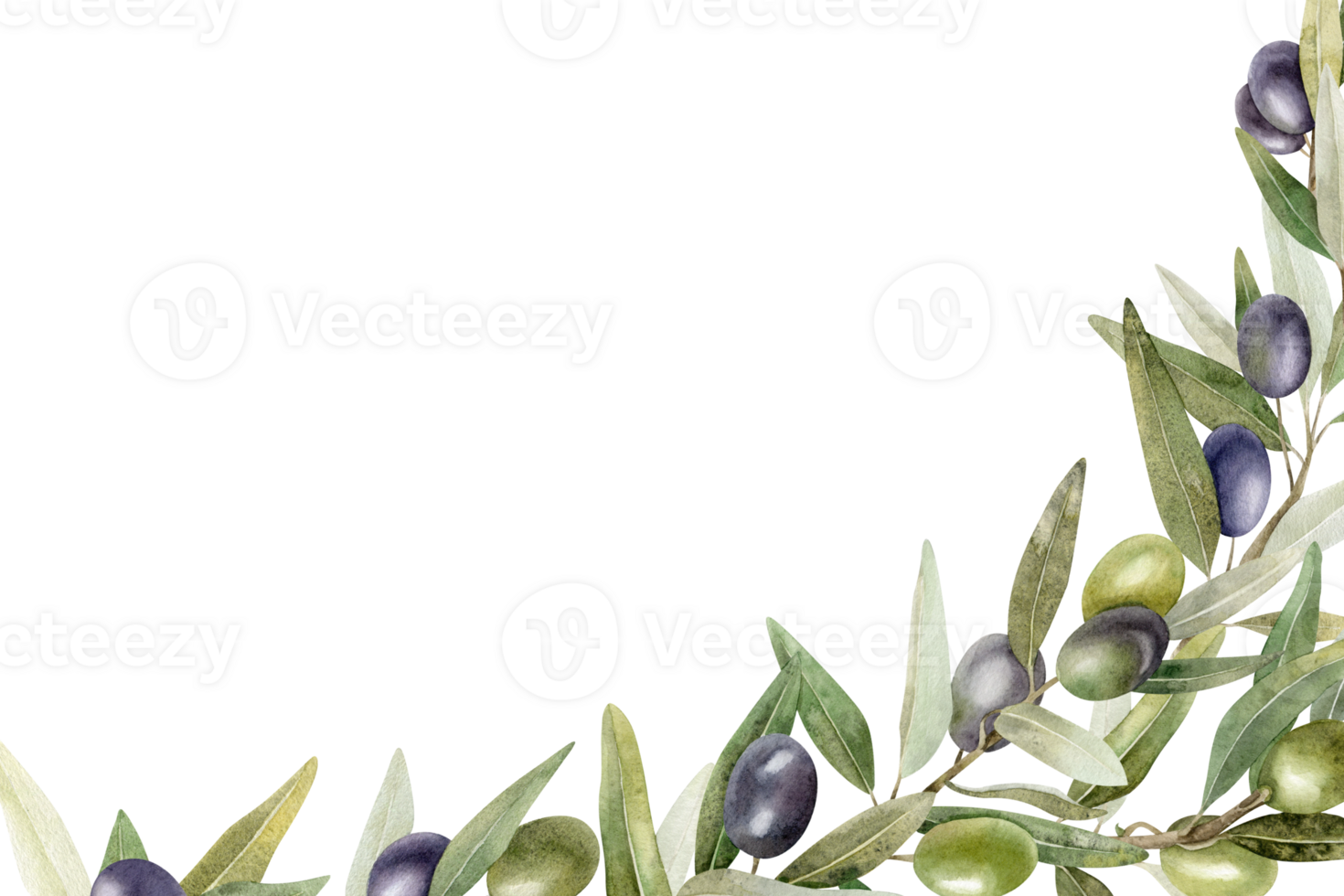 Olive branches, leaves and fruits. Wreath of branches olive tree. Watercolor hand drawn illustration. For menu, packaging design, wedding invitation, save the date or greeting card. png