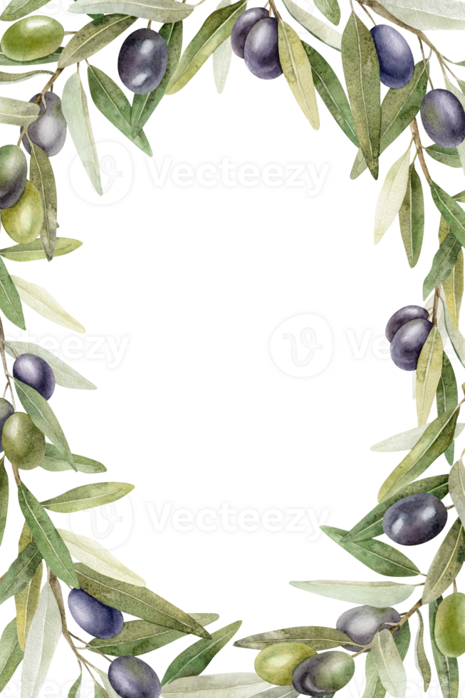 Olive branches, leaves and fruits. Wreath of branches olive tree. Watercolor hand drawn illustration. For menu, packaging design, wedding invitation, save the date or greeting card. png
