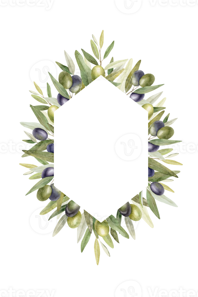 Olive branches, leaves and fruits. Wreath of branches olive tree. Watercolor hand drawn illustration. For menu, packaging design, wedding invitation, save the date or greeting card. png