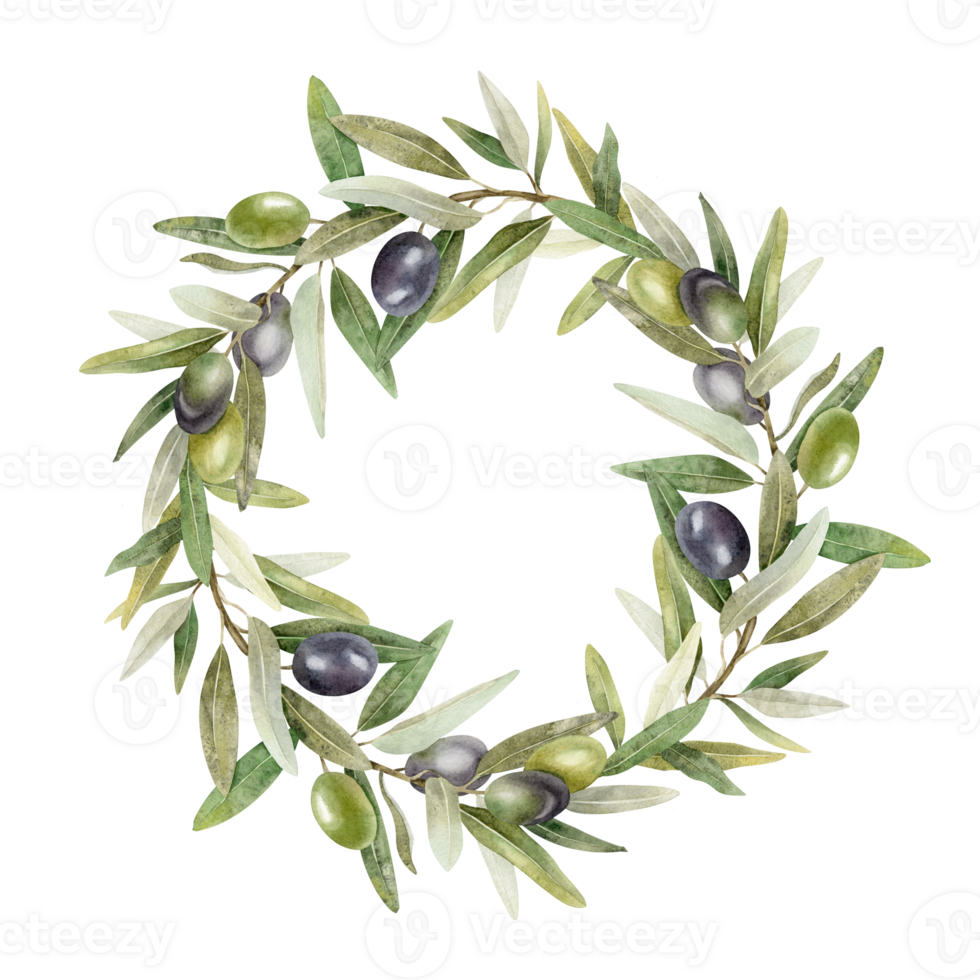 Olive branches, leaves and fruits. Round wreath of branches olive tree. Watercolor hand drawn illustration. For menu, packaging design, wedding invitation, save the date or greeting card. png