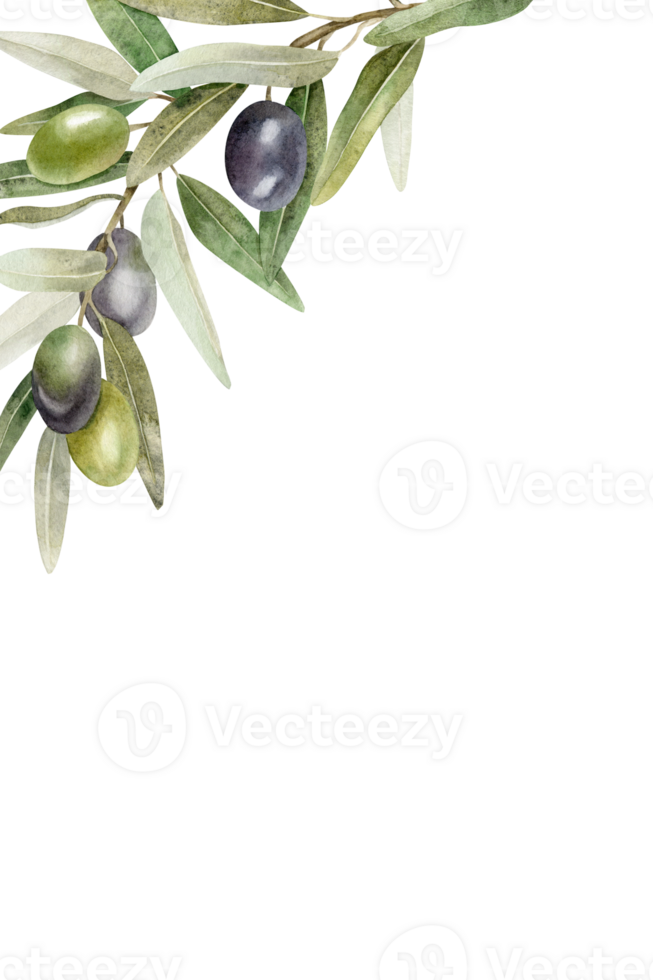 Olive branches, leaves and fruits. Wreath of branches olive tree. Watercolor hand drawn illustration. For menu, packaging design, wedding invitation, save the date or greeting card. png