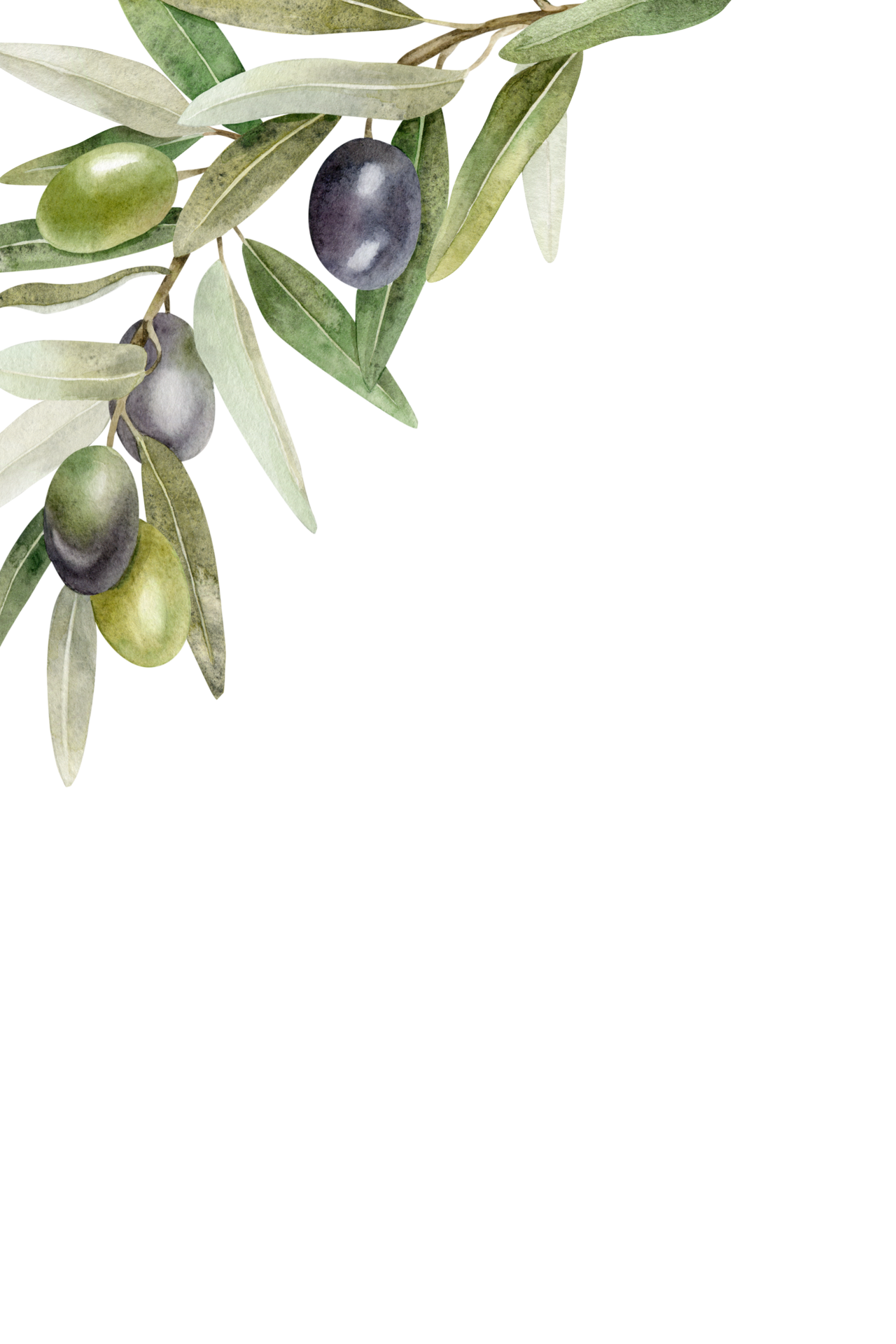 Olive branches, leaves and fruits. Wreath of branches olive tree