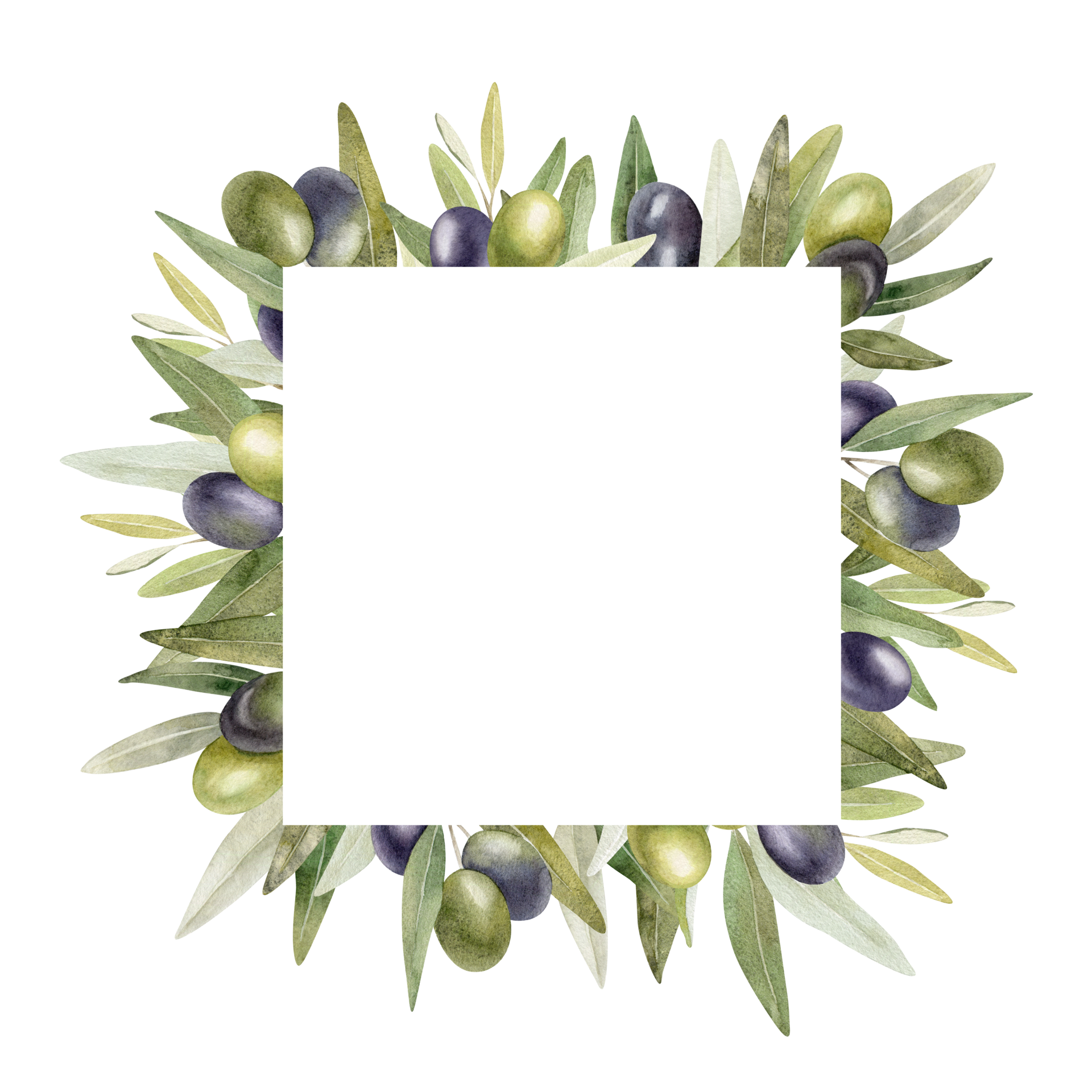 Olive branches, leaves and fruits. Wreath of branches olive tree