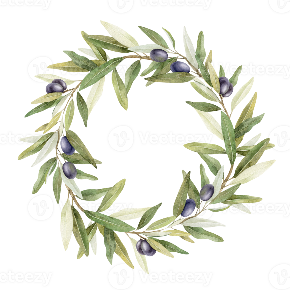 Olive branches, leaves and fruits. Round wreath of branches olive tree. Watercolor hand drawn illustration. For menu, packaging design, wedding invitation, save the date or greeting card. png