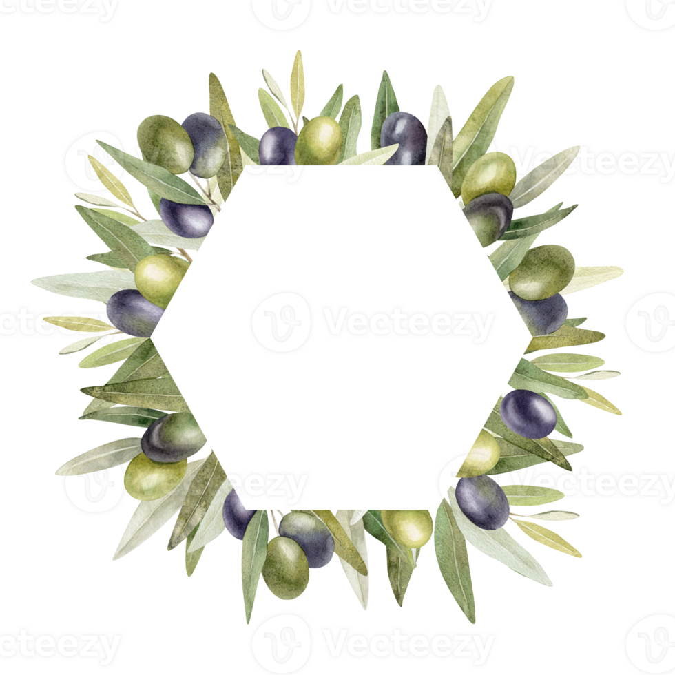 Olive branches, leaves and fruits. Wreath of branches olive tree. Watercolor hand drawn illustration. For menu, packaging design, wedding invitation, save the date or greeting card. png