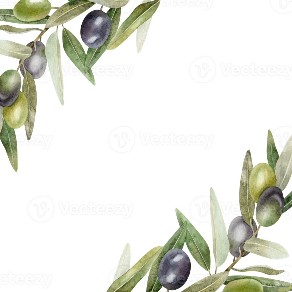 Olive branches, leaves and fruits. Wreath of branches olive tree. Watercolor hand drawn illustration. For menu, packaging design, wedding invitation, save the date or greeting card. png