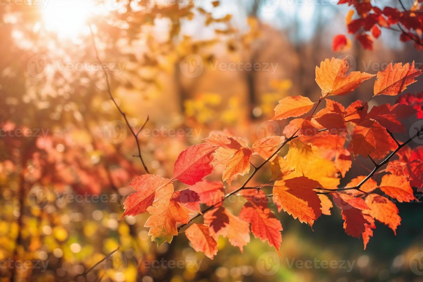 Autumn floral panoramic background. Colorful yellow and red maple foliage on a sunny day holy light. Autumnal Park. photo