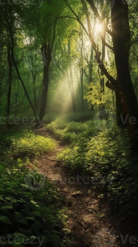 Beautiful rays of sunlight in a green forest. photo