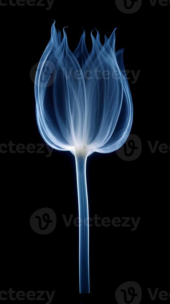 X - ray photo of transparent lotus bud, white and royal blue.