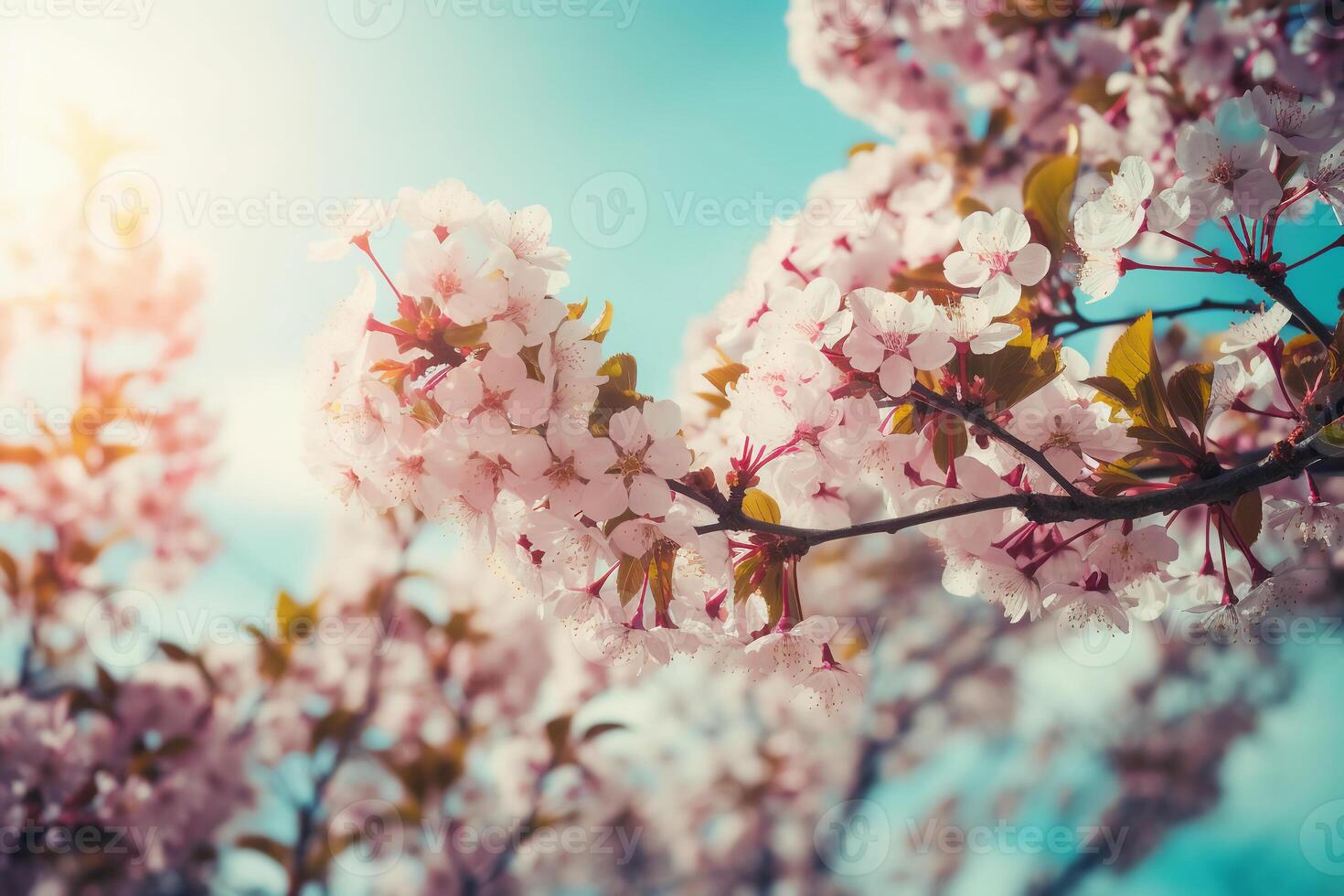 Cherry Blossom Spring Blue Sky Background. photo