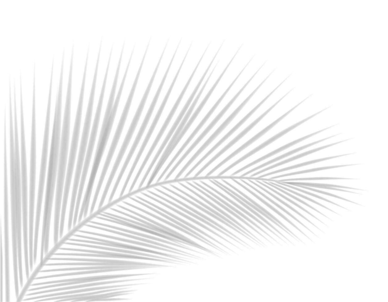 Realistic shadow. Vector with tropical leaf shadow overlays on transparent background