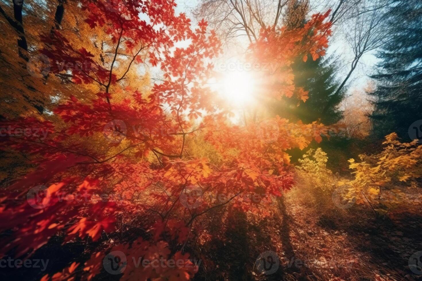 Autumn floral panoramic background. Colorful yellow and red maple foliage on a sunny day holy light. Autumnal Park. photo