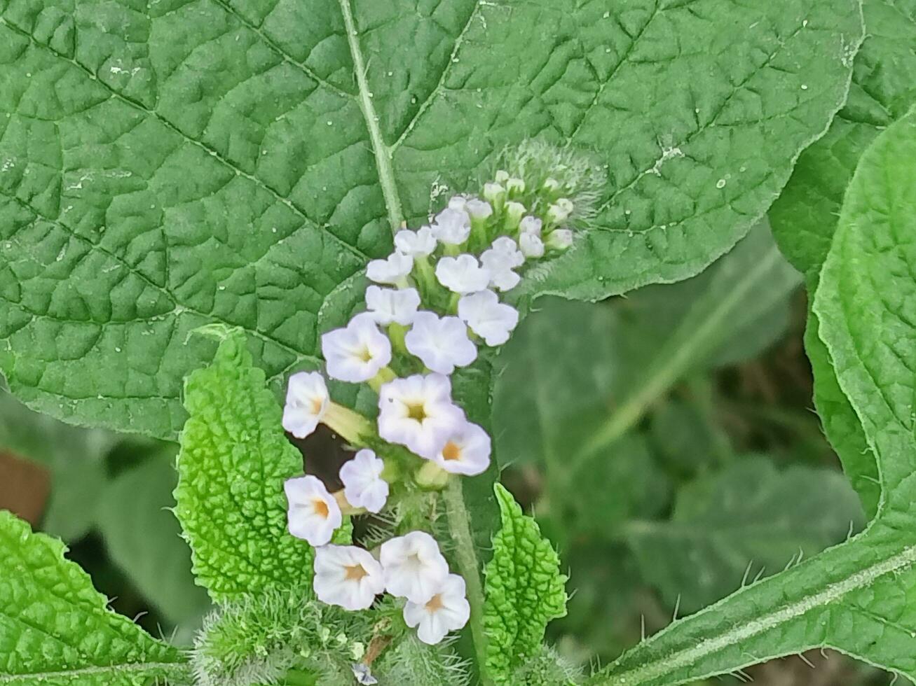 Indian heliotrope, wallpaper, beauty  nature photo