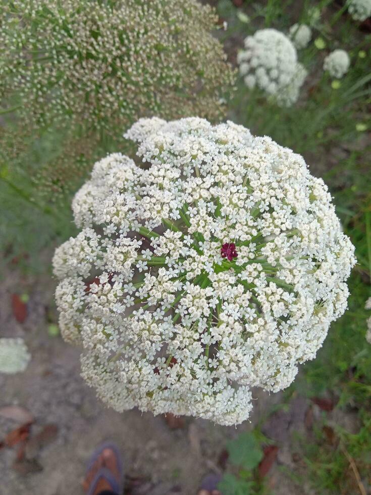 Wild carrot, wallpaper, beautiful flower, beauty nature photo