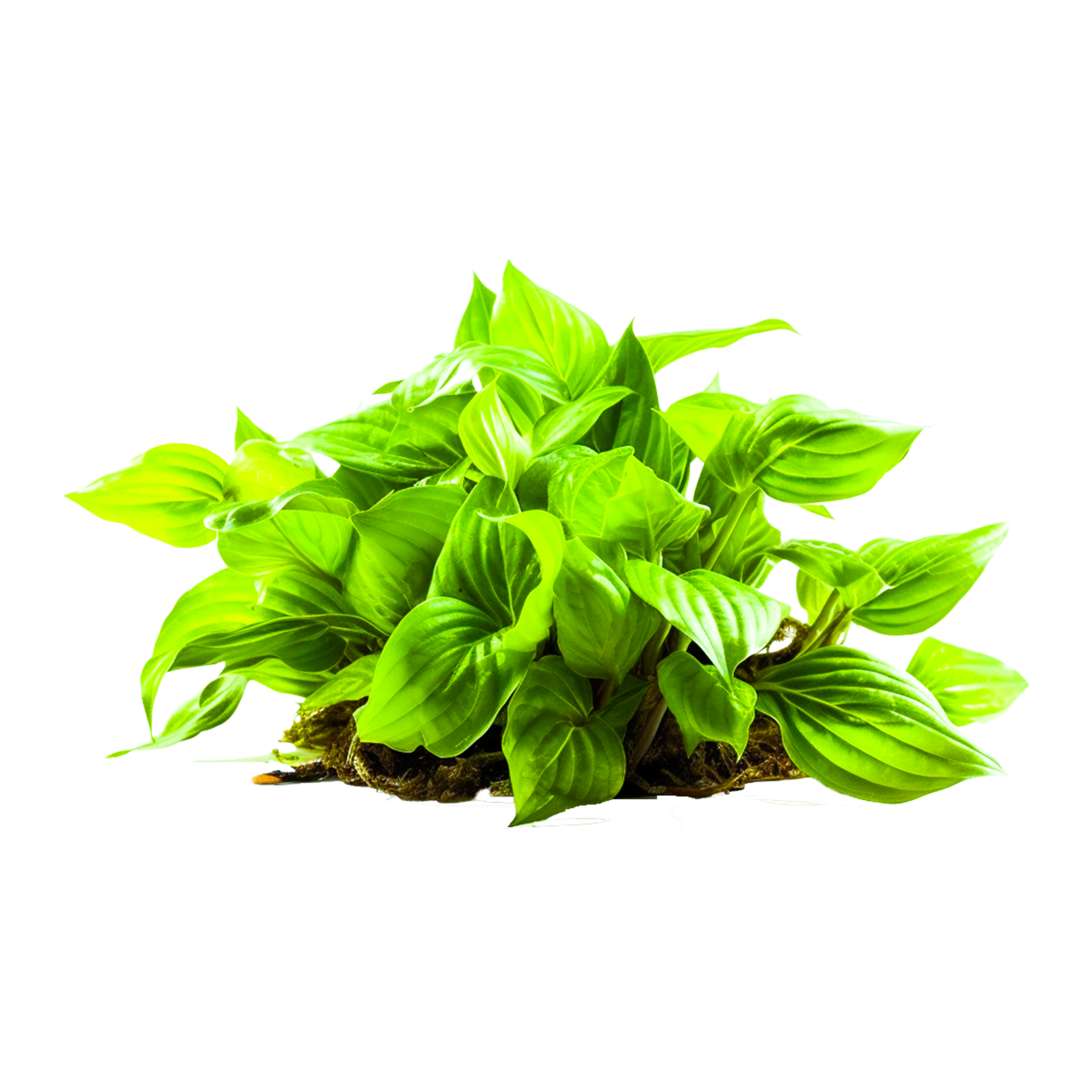Lemon Basil leaf 24195272 PNG
