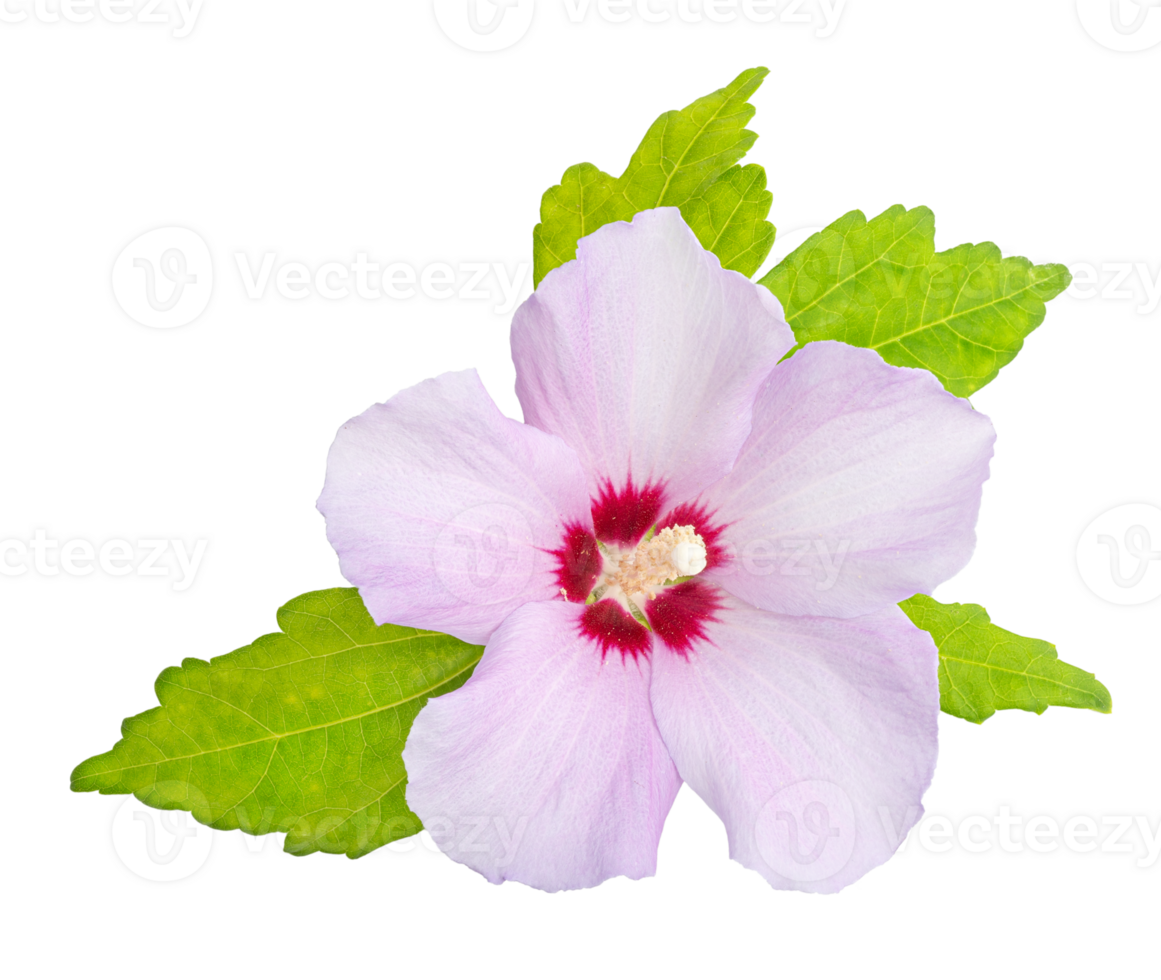 Rose Of Sharon flower isolated on transparent background. Hibiscus syriacus png
