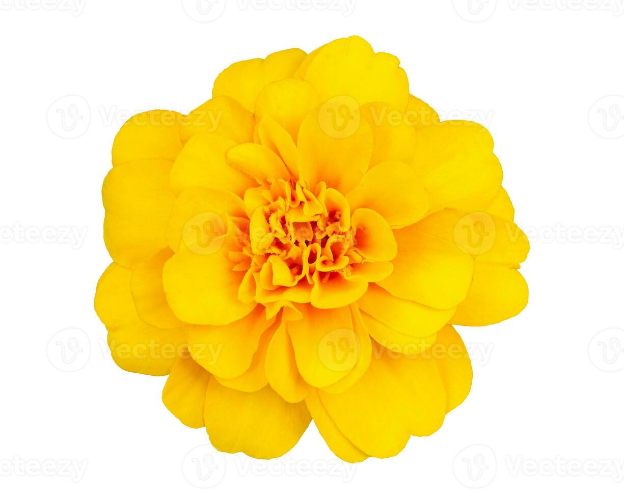 Yellow Marigold flower,Tagetes erecta, isolated on white background with clipping path photo