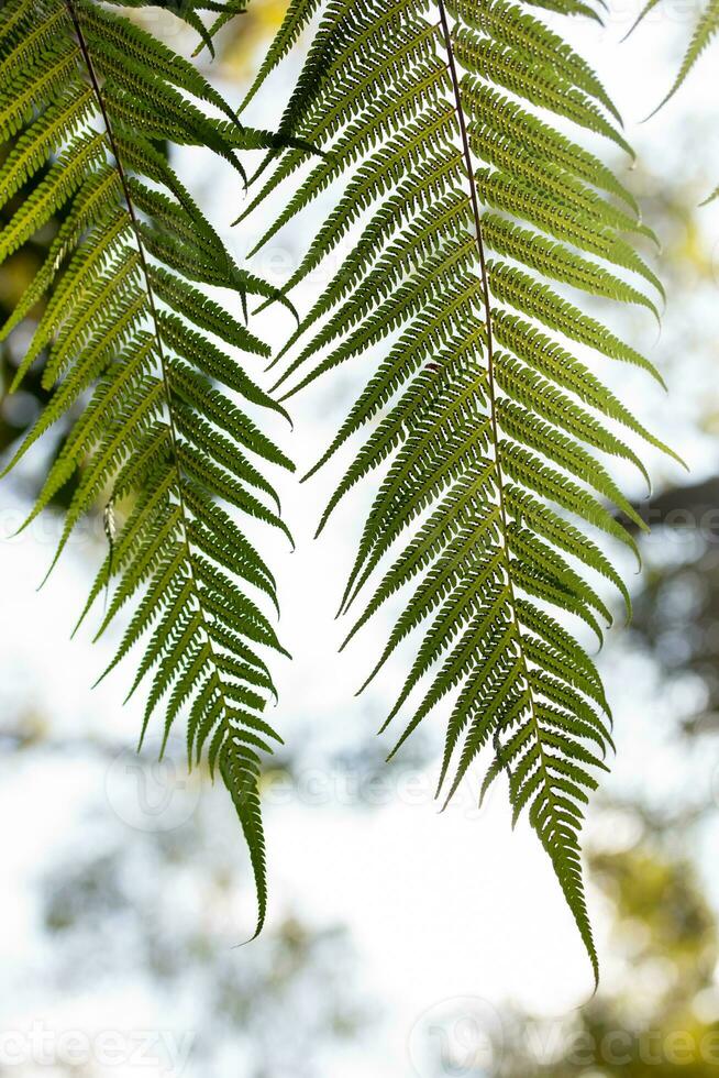 cerca arriba helecho hoja en natural al aire libre a luz de sol foto