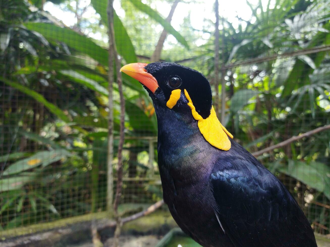 Parrot in Animal Park photo