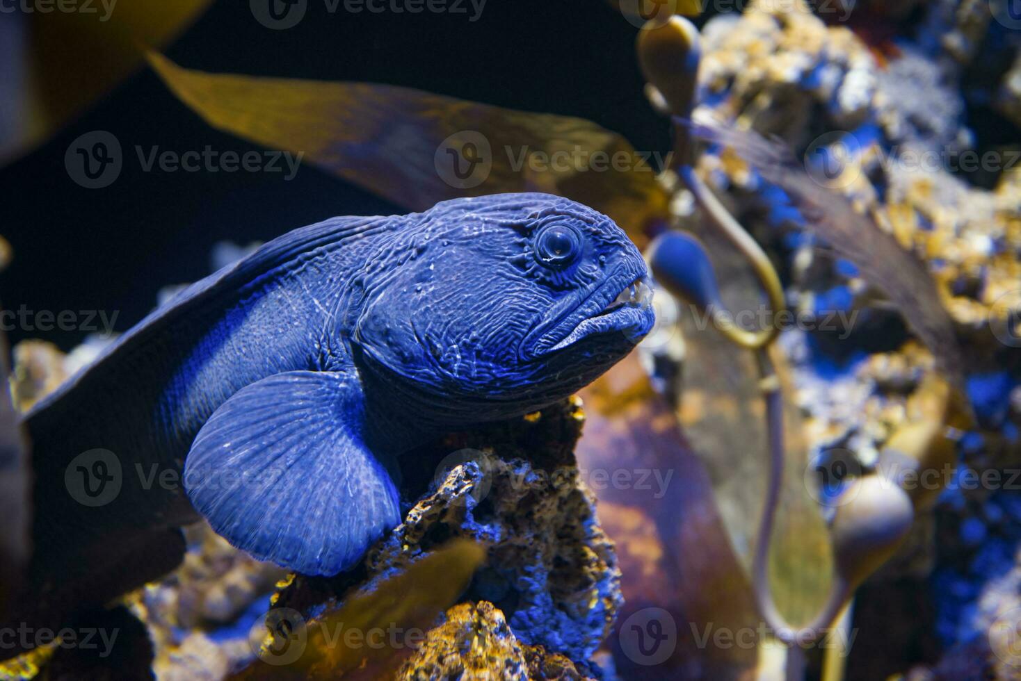 the Bering wolffish, Anarhichas orientalis photo