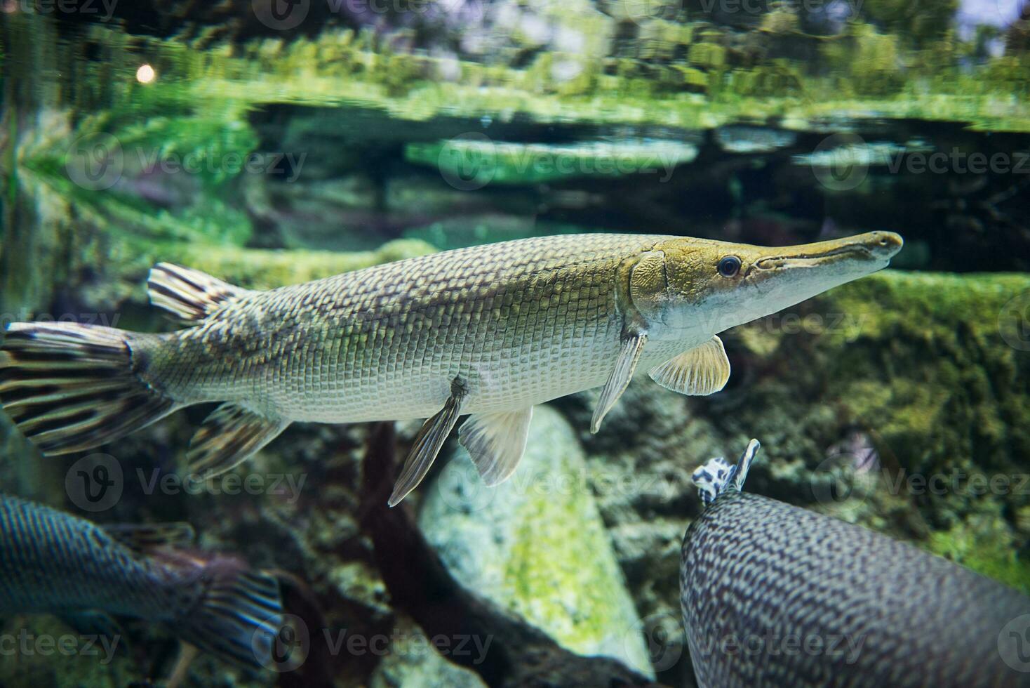 Alligator gar, Atractosteus spatula, swims in the freshwater photo