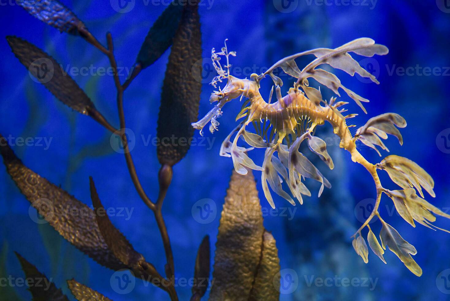 Leafy sea dragon underwater photo