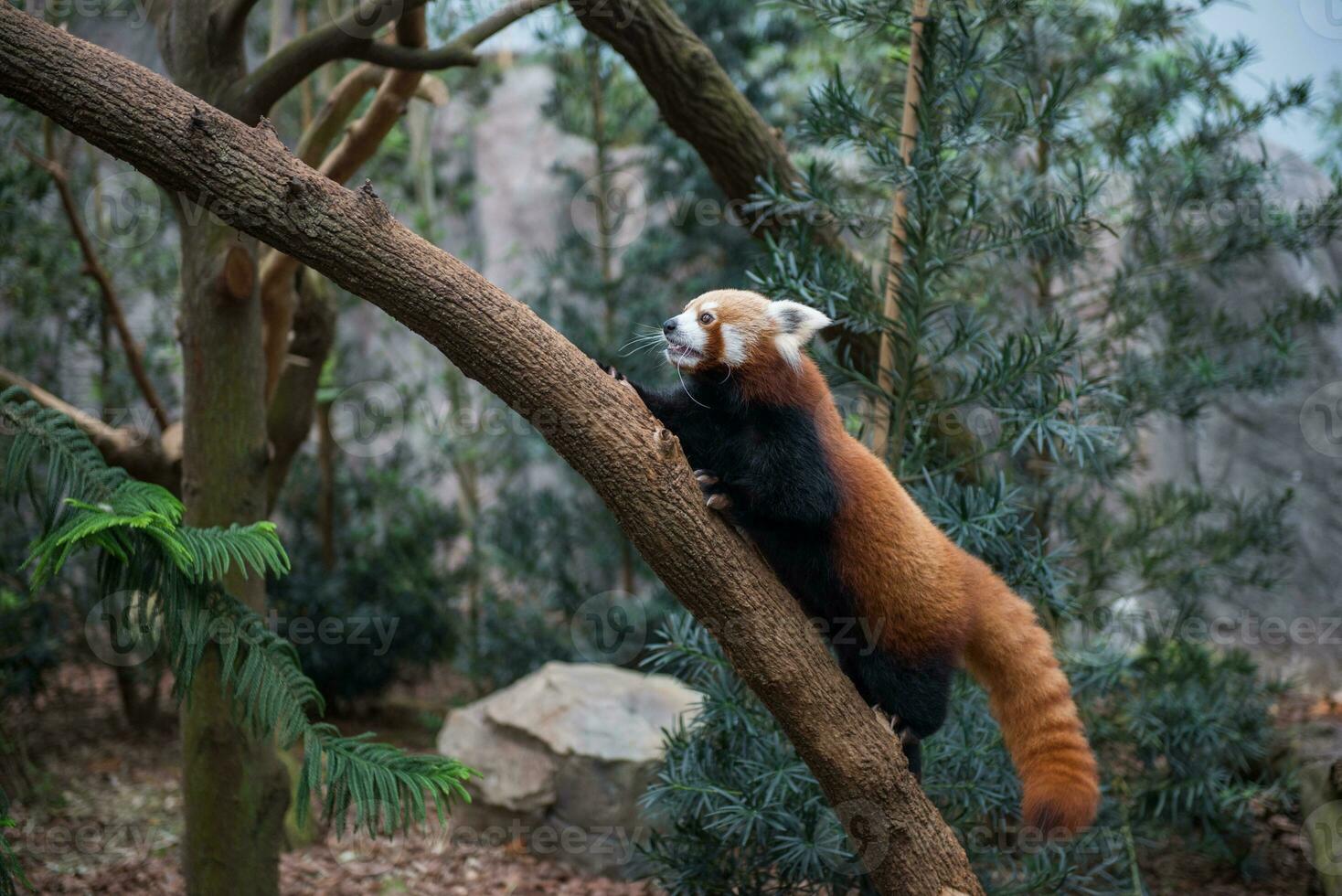 red panda or red raccoon climbing tree photo