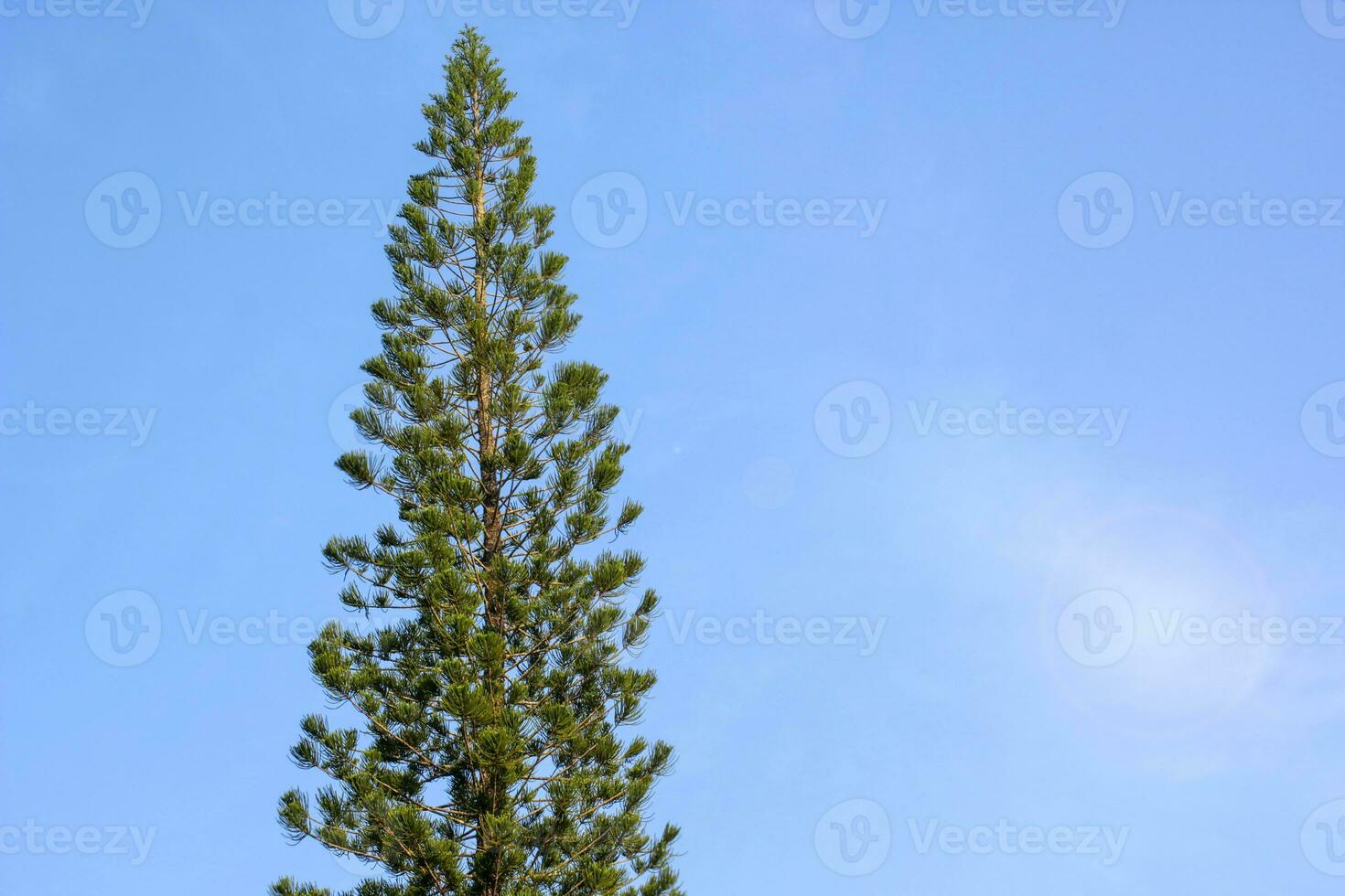 solitario pino árbol en el cielo antecedentes. foto