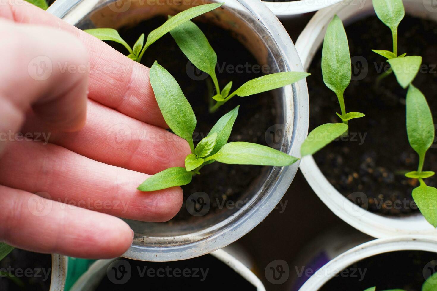 female hand holding tomato seedlings growing on windowsill of the house photo